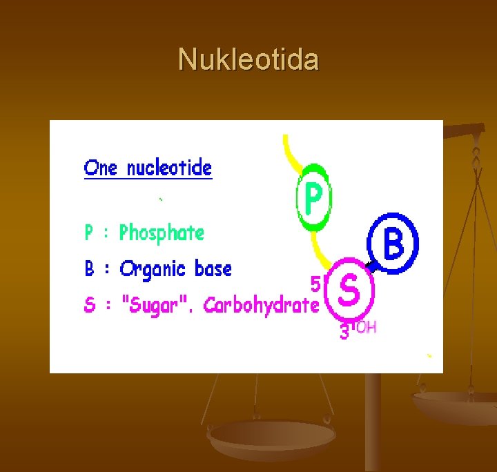 Nukleotida Nukleotida