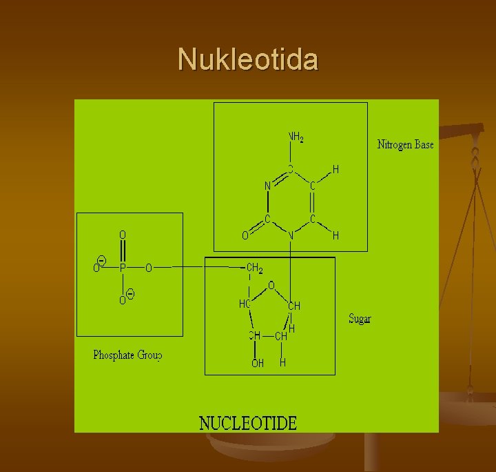 Nukleotida Nukleotida