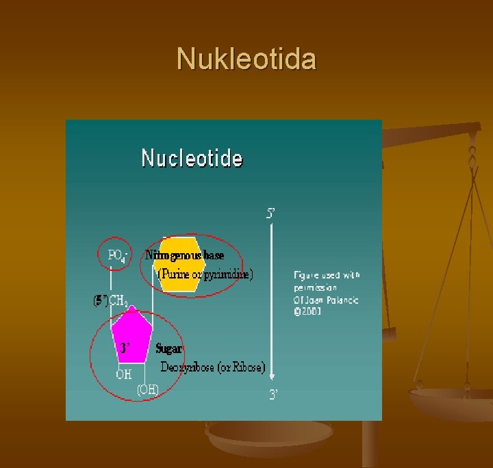 Nukleotida Nukleotida