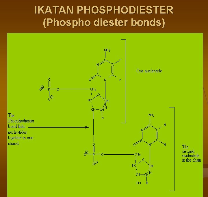 IKATAN PHOSPHODIESTER (Phospho diester bonds) IKATAN PHOSPHODIESTER (Phospho diester bonds)