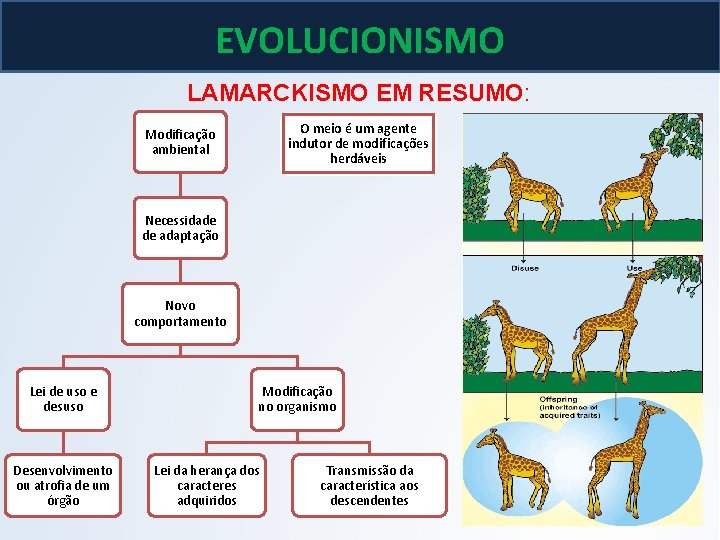 BIOLOGIA, 3º ano As teoria de Lamarck e Darwin EVOLUCIONISMO LAMARCKISMO EM RESUMO: O BIOLOGIA, 3º ano As teoria de Lamarck e Darwin EVOLUCIONISMO LAMARCKISMO EM RESUMO: O