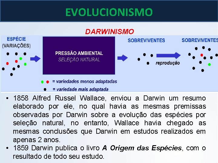BIOLOGIA, 3º ano As teoria de Lamarck e Darwin EVOLUCIONISMO DARWINISMO • 1858 Alfred BIOLOGIA, 3º ano As teoria de Lamarck e Darwin EVOLUCIONISMO DARWINISMO • 1858 Alfred