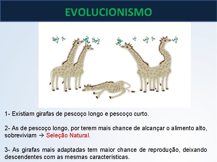 EVOLUCIONISMO 1 - Existiam girafas de pescoço longo e pescoço curto. 2 - As EVOLUCIONISMO 1 - Existiam girafas de pescoço longo e pescoço curto. 2 - As