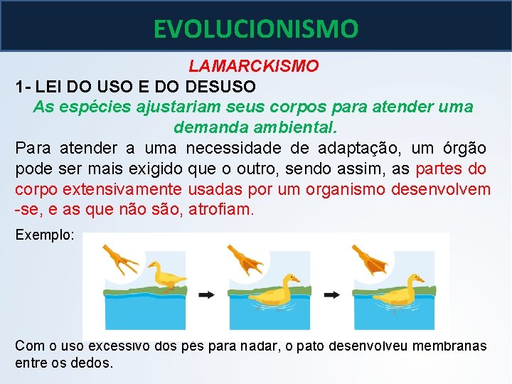 BIOLOGIA, 3º ano As teoria de Lamarck e Darwin EVOLUCIONISMO LAMARCKISMO 1 - LEI BIOLOGIA, 3º ano As teoria de Lamarck e Darwin EVOLUCIONISMO LAMARCKISMO 1 - LEI