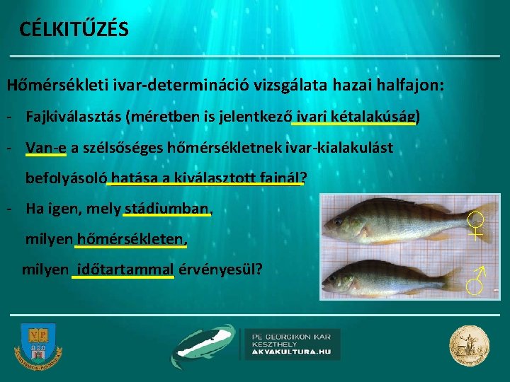 CÉLKITŰZÉS Hőmérsékleti ivar-determináció vizsgálata hazai halfajon: - Fajkiválasztás (méretben is jelentkező ivari kétalakúság) -