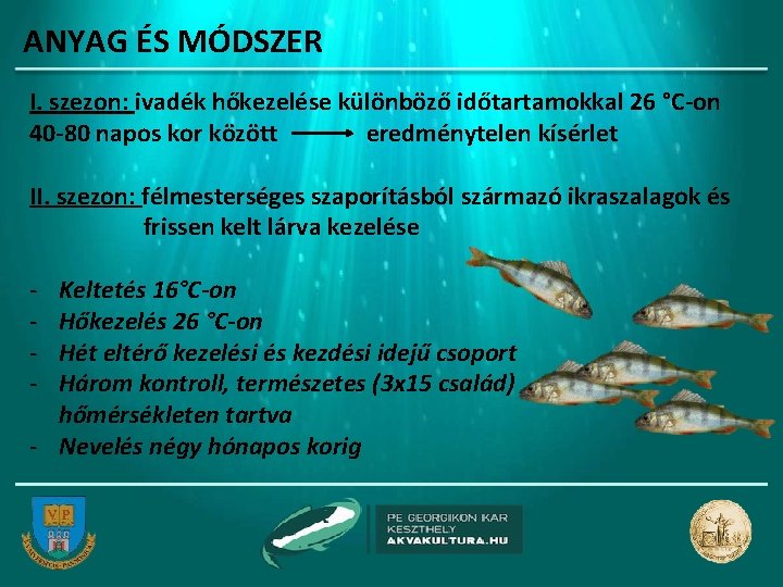 ANYAG ÉS MÓDSZER I. szezon: ivadék hőkezelése különböző időtartamokkal 26 °C-on 40 -80 napos