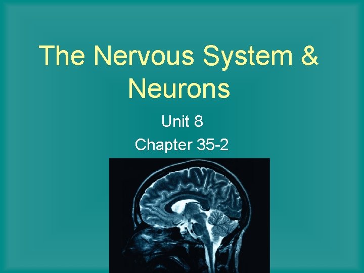 The Nervous System & Neurons Unit 8 Chapter 35 -2 