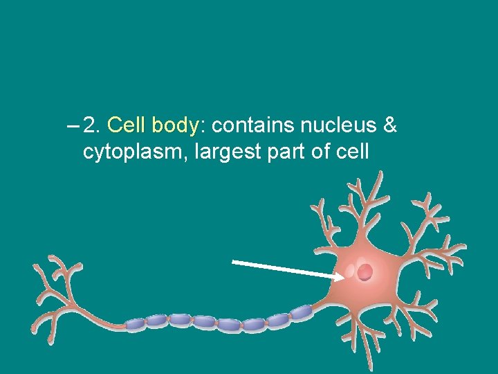 – 2. Cell body: body contains nucleus & cytoplasm, largest part of cell 