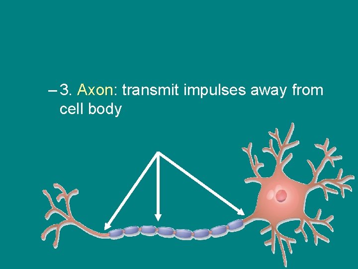 – 3. Axon: Axon transmit impulses away from cell body 