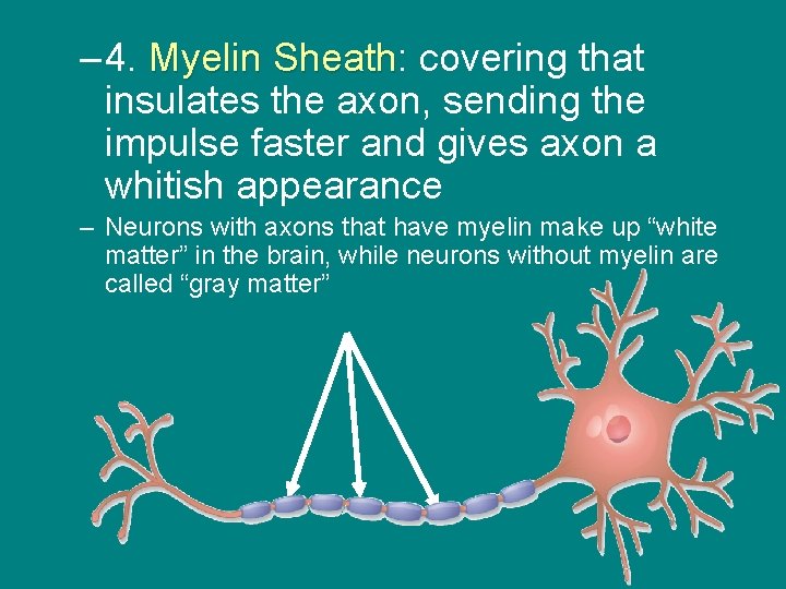 – 4. Myelin Sheath: Sheath covering that insulates the axon, sending the impulse faster