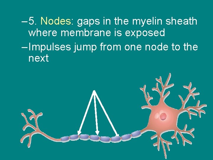 – 5. Nodes: Nodes gaps in the myelin sheath where membrane is exposed –