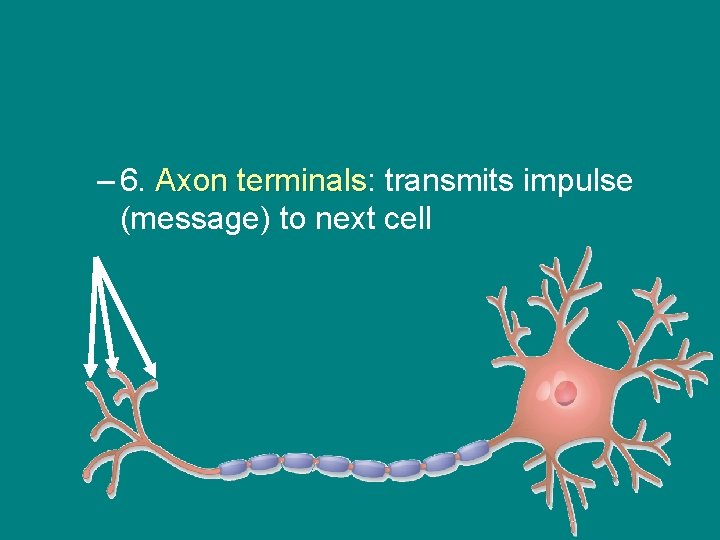 – 6. Axon terminals: terminals transmits impulse (message) to next cell 