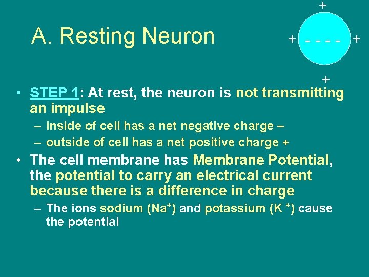 + A. Resting Neuron + ---- + + • STEP 1: At rest, the