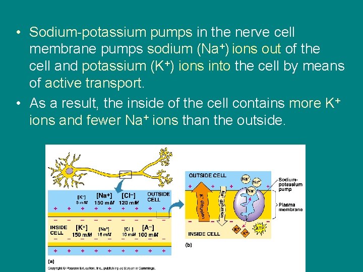  • Sodium-potassium pumps in the nerve cell membrane pumps sodium (Na+) ions out