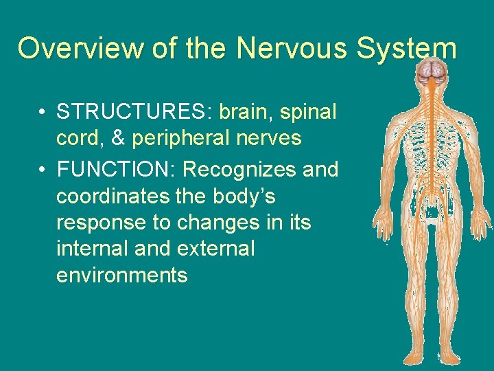 Overview of the Nervous System • STRUCTURES: brain, spinal cord, & peripheral nerves •