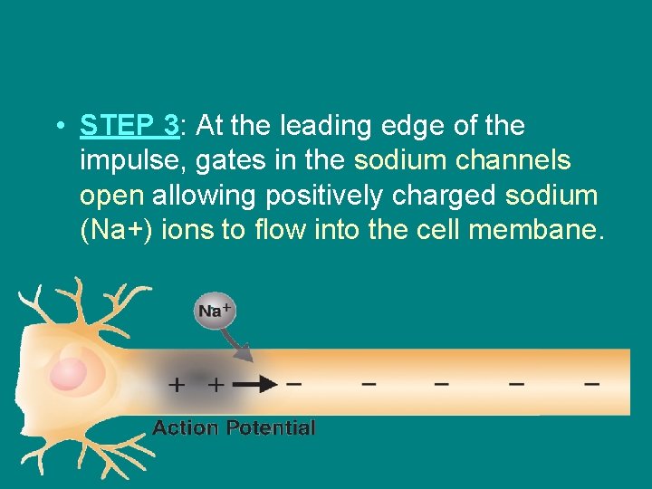  • STEP 3: At the leading edge of the impulse, gates in the