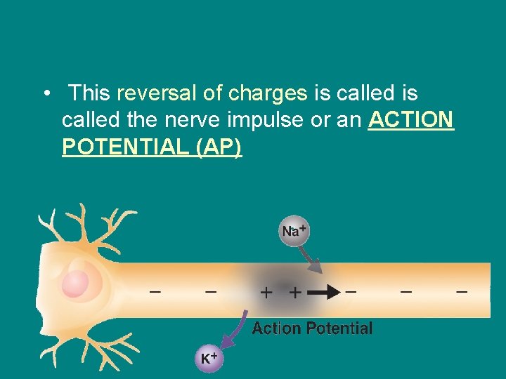  • This reversal of charges is called the nerve impulse or an ACTION