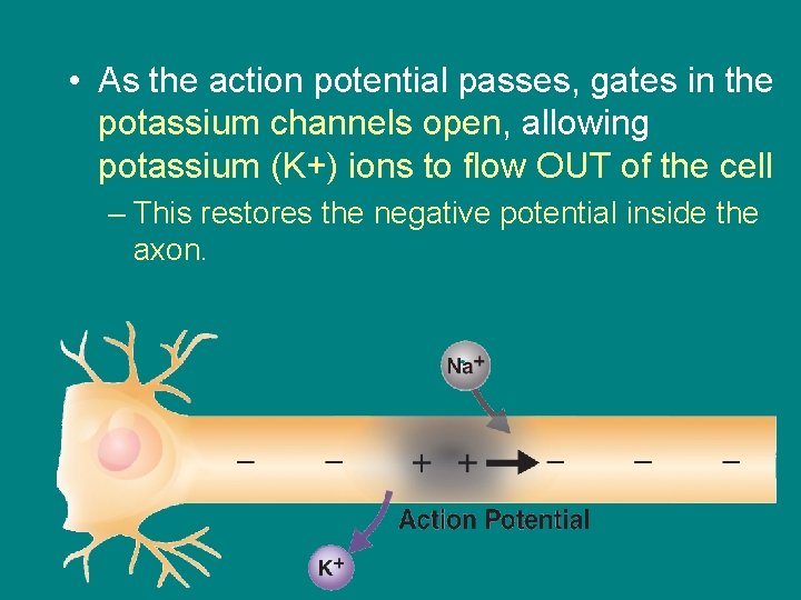  • As the action potential passes, gates in the potassium channels open, allowing