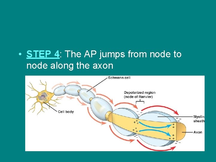  • STEP 4: The AP jumps from node to node along the axon