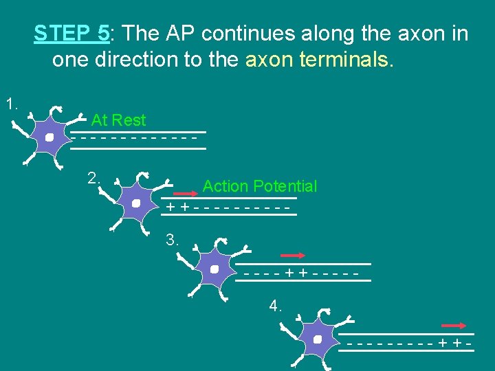 STEP 5: The AP continues along the axon in one direction to the axon