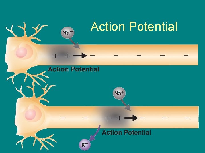 Action Potential 