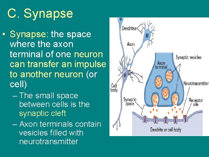 C. Synapse • Synapse: the space where the axon terminal of one neuron can