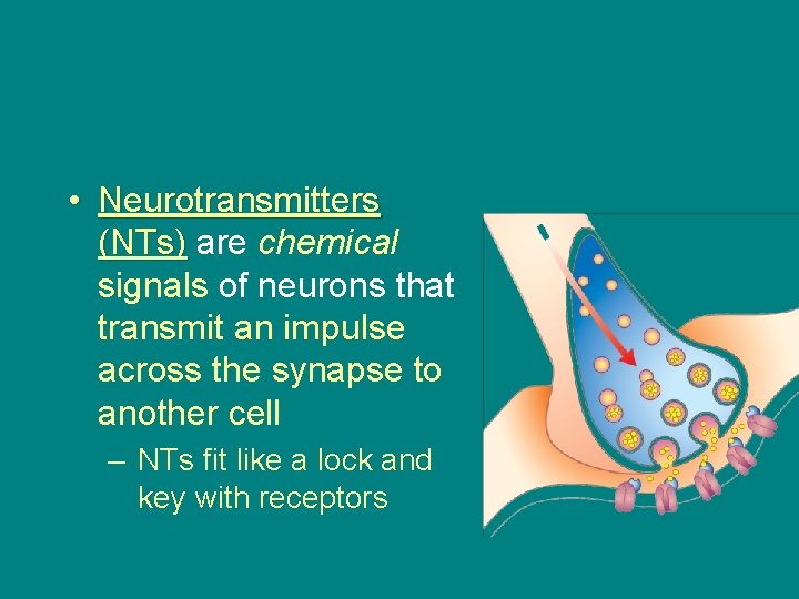  • Neurotransmitters (NTs) are chemical signals of neurons that transmit an impulse across