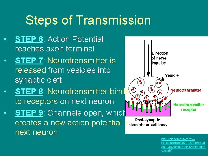 Steps of Transmission • • STEP 6: Action Potential reaches axon terminal STEP 7: