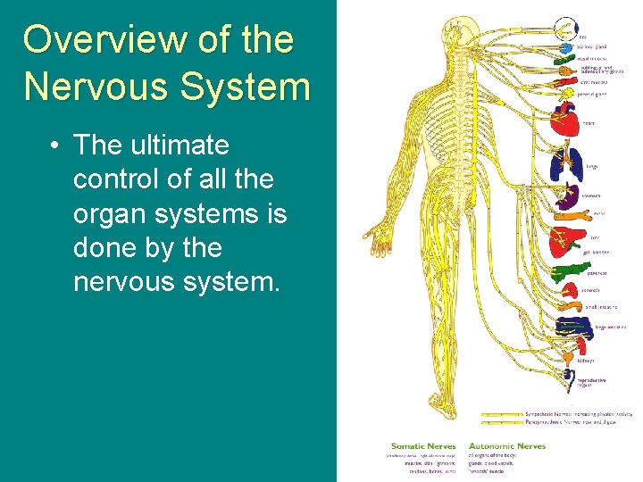 Overview of the Nervous System • The ultimate control of all the organ systems