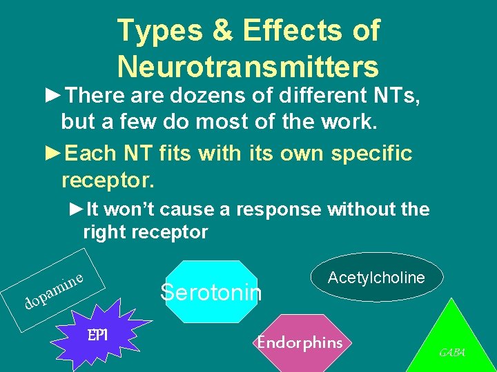 Types & Effects of Neurotransmitters ►There are dozens of different NTs, but a few