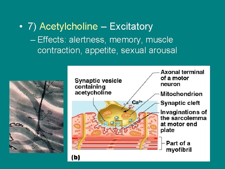  • 7) Acetylcholine – Excitatory – Effects: alertness, memory, muscle contraction, appetite, sexual