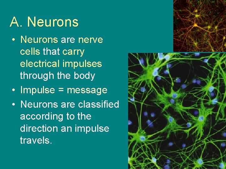 A. Neurons • Neurons are nerve cells that carry electrical impulses through the body