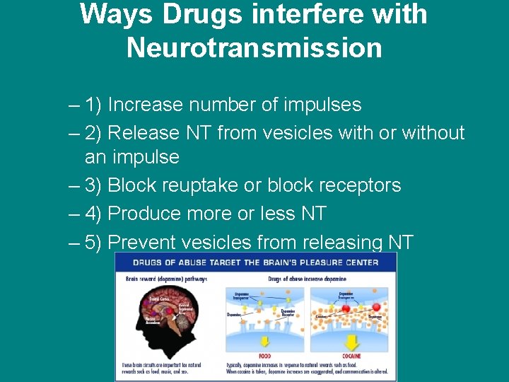 Ways Drugs interfere with Neurotransmission – 1) Increase number of impulses – 2) Release