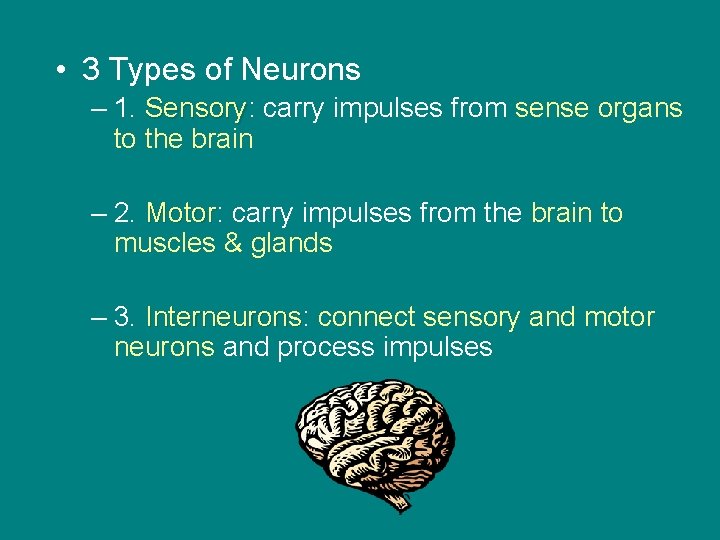  • 3 Types of Neurons – 1. Sensory: Sensory carry impulses from sense