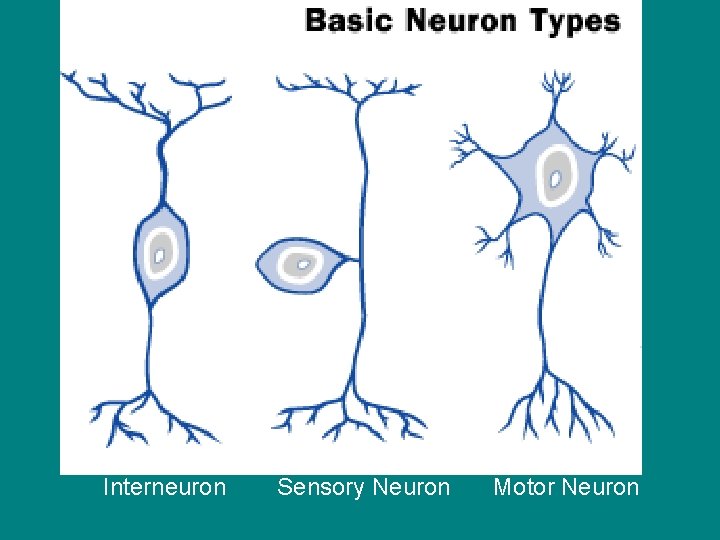 Interneuron Sensory Neuron Motor Neuron 