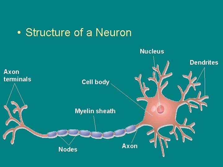  • Structure of a Neuron Nucleus Dendrites Axon terminals Cell body Myelin sheath