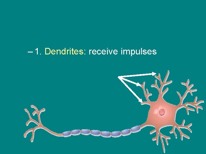 – 1. Dendrites: Dendrites receive impulses 