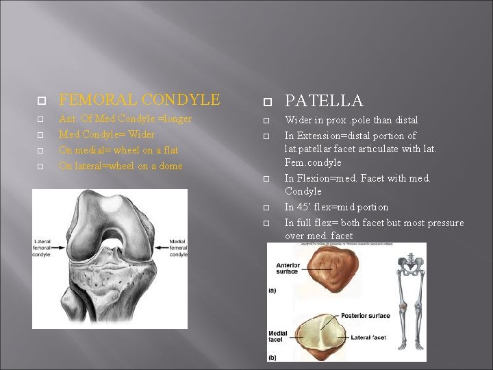  FEMORAL CONDYLE Ant. Of Med Condyle =longer Med Condyle= Wider On medial= wheel