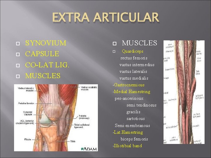 EXTRA ARTICULAR SYNOVIUM CAPSULE CO-LAT LIG. MUSCLES Quardiceps rectus femoris vastus intermedius vastus lateralis