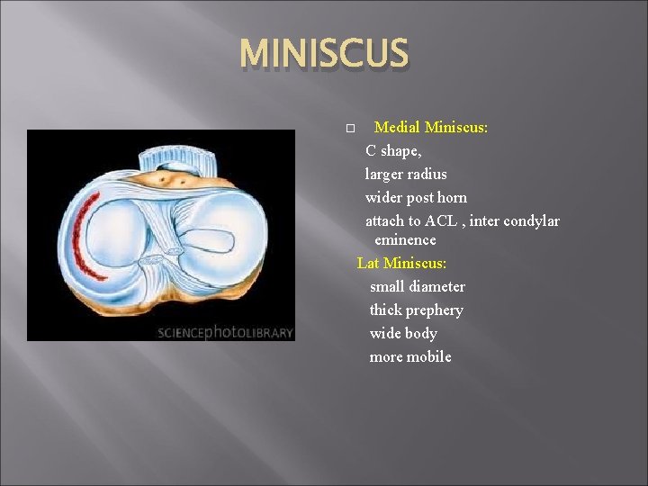 MINISCUS Medial Miniscus: C shape, larger radius wider post horn attach to ACL ,