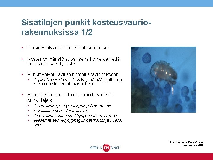 Sisätilojen punkit kosteusvauriorakennuksissa 1/2 • Punkit viihtyvät kosteissa olosuhteissa • Kostea ympäristö suosii sekä