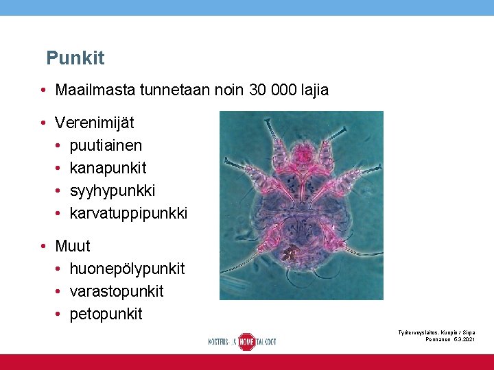 Punkit • Maailmasta tunnetaan noin 30 000 lajia • Verenimijät • puutiainen • kanapunkit