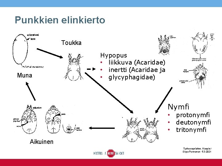 Punkkien elinkierto Toukka Muna Hypopus • liikkuva (Acaridae) • inertti (Acaridae ja • glycyphagidae)