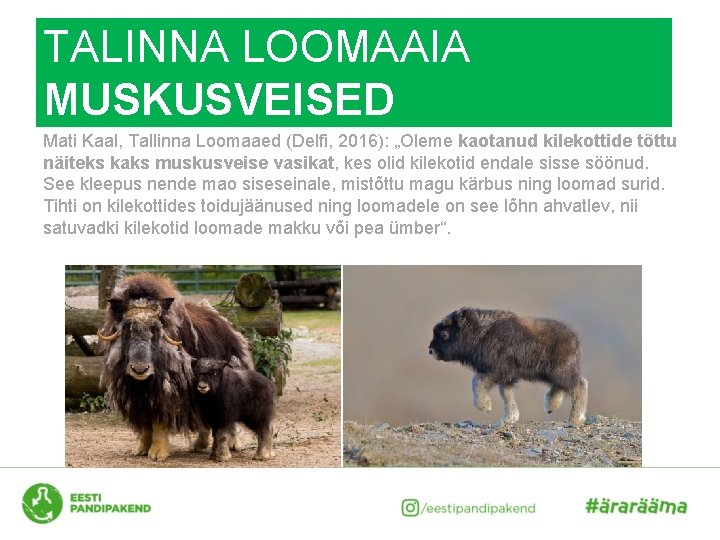 TALINNA LOOMAAIA MUSKUSVEISED Mati Kaal, Tallinna Loomaaed (Delfi, 2016): „Oleme kaotanud kilekottide tõttu näiteks