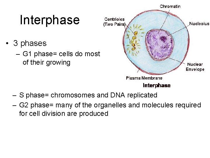 Interphase • 3 phases – G 1 phase= cells do most of their growing