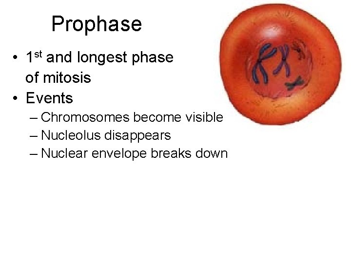 Prophase • 1 st and longest phase of mitosis • Events – Chromosomes become
