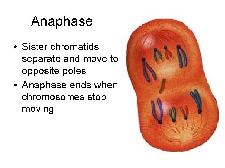 Anaphase • Sister chromatids separate and move to opposite poles • Anaphase ends when