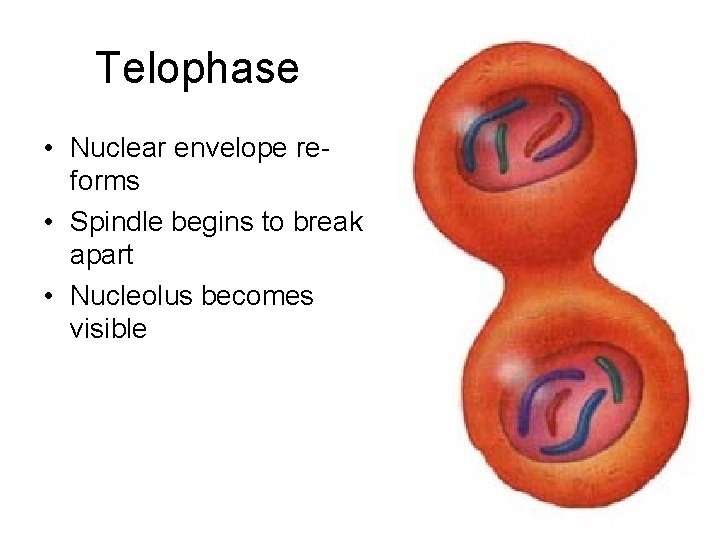 Telophase • Nuclear envelope reforms • Spindle begins to break apart • Nucleolus becomes