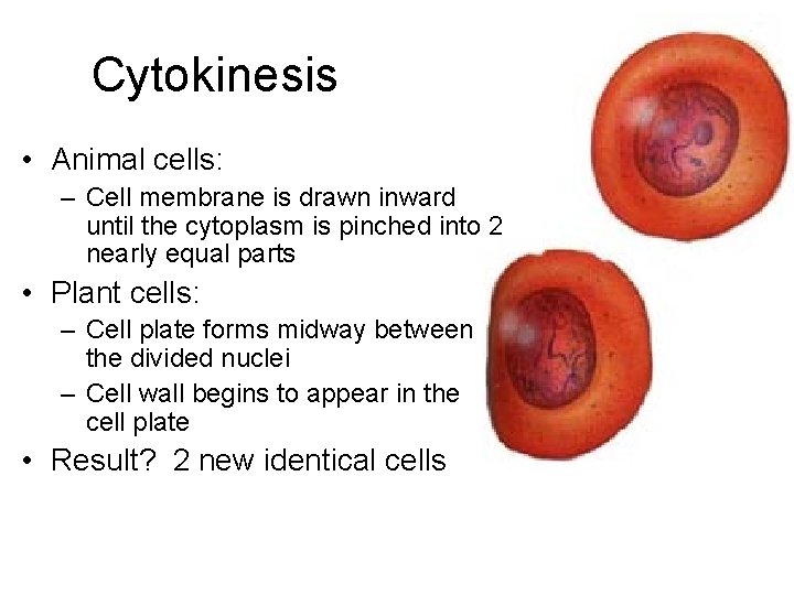 Cytokinesis • Animal cells: – Cell membrane is drawn inward until the cytoplasm is