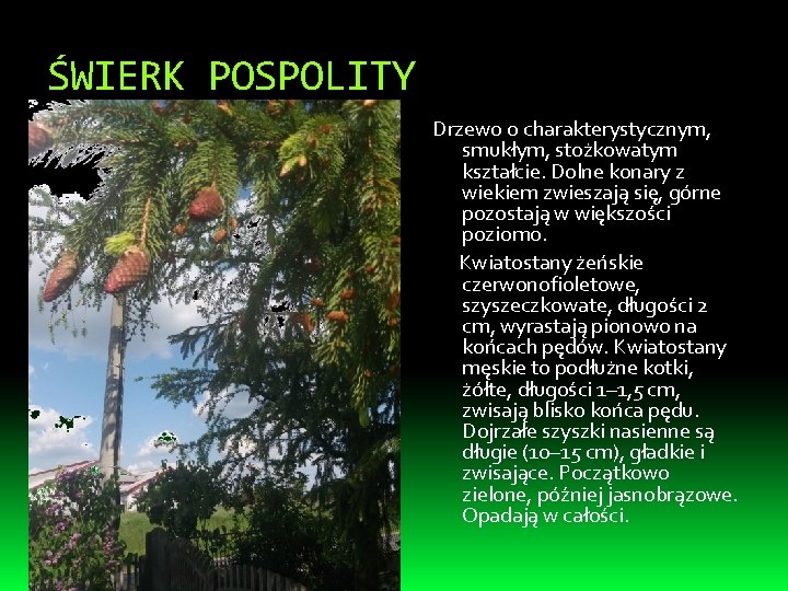 ŚWIERK POSPOLITY Drzewo o charakterystycznym, smukłym, stożkowatym kształcie. Dolne konary z wiekiem zwieszają się,